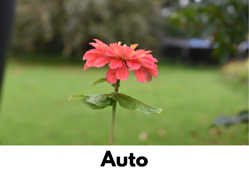 Blomst fotograferet på auto-indstillinger.