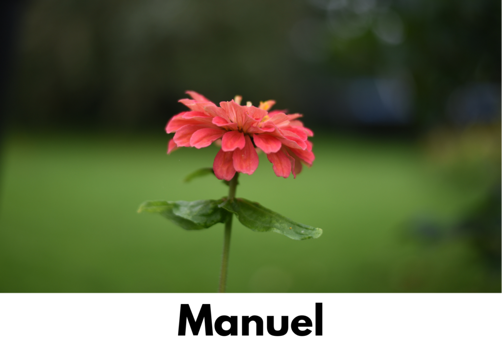 Blomst fotograferet på manuel indstillinger.