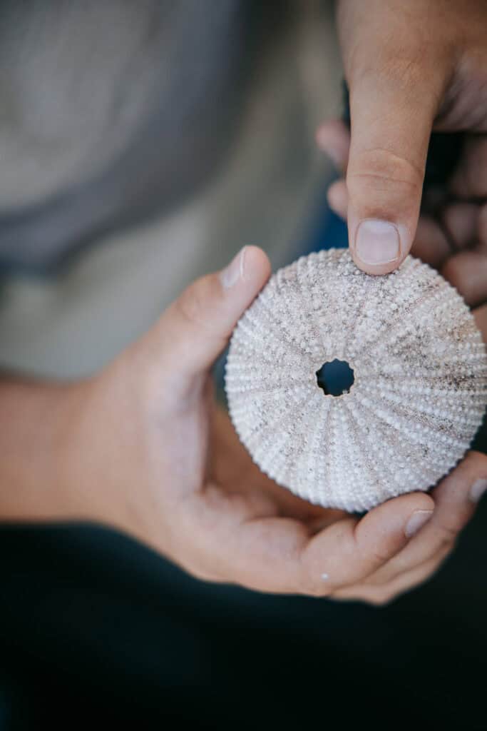 Hænder holder søpindsvin fundet ved stranden – autentisk familiefotografi i Nordvestjylland.