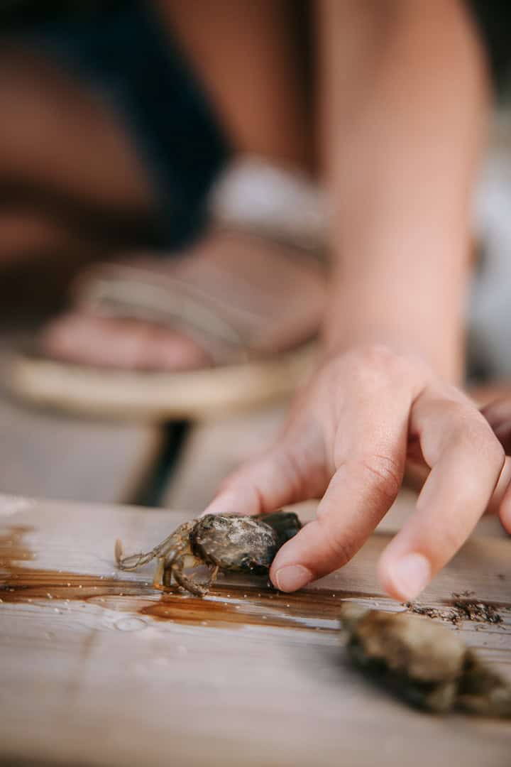 Børnehænder, der undersøger krabbeskal – naturlig familieoplevelse fanget i Lemvig.