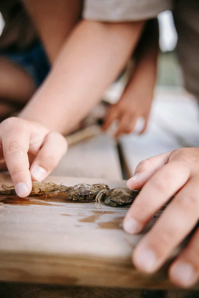 Barn undersøger tang og sten ved stranden – børnefotografering ved fjorden i Struer.
