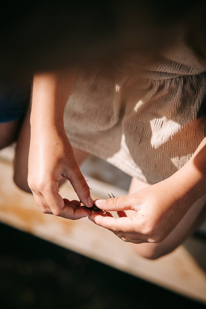 Nærbillede af hænder med lille sten fra stranden – autentisk familiefotografi i Nordvestjylland.