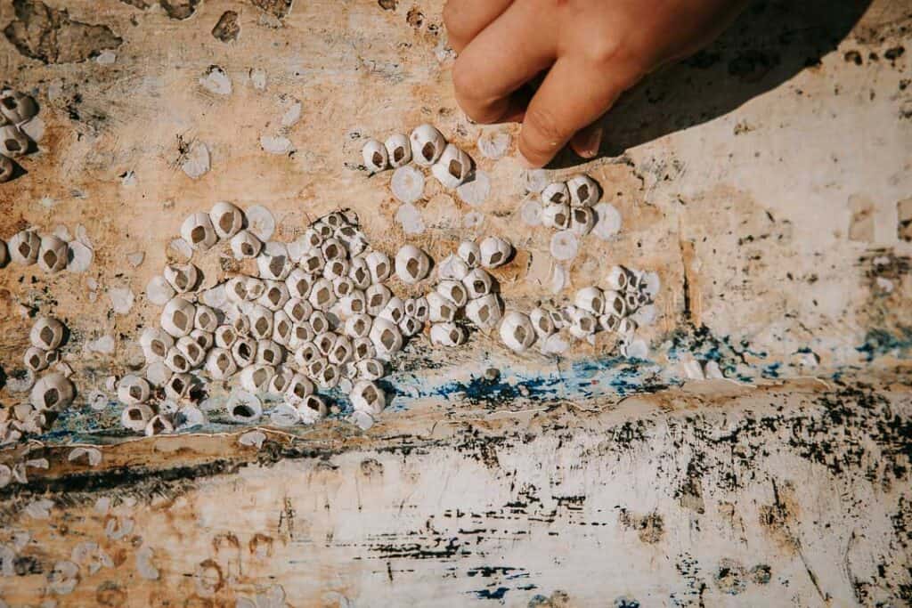 Barn undersøger små muslinger på bådplanke – familiefotograf Holstebro.