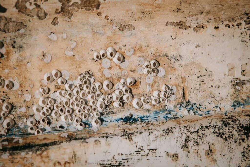 Nærbillede af gammel badebro med muslinger og reb – familiefotograf Struer.