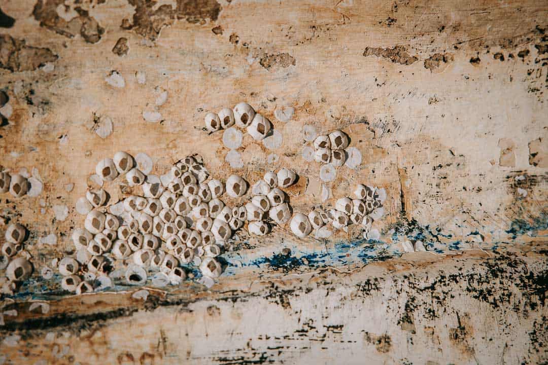 Nærbillede af gammel badebro med muslinger og reb – familiefotograf Struer.