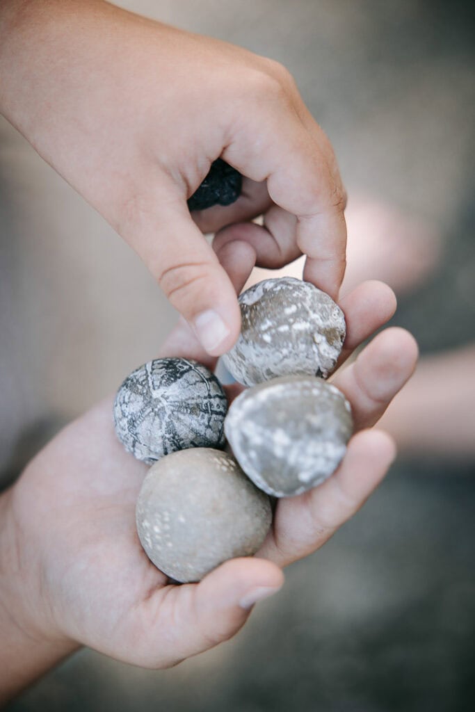Nærbillede af hånd, der holder en søpindsvin-skal – familiefotograf Holstebro.