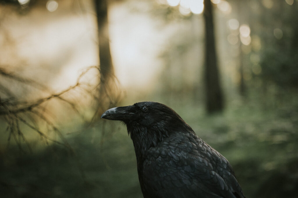 Shamanistisk inspireret fotosession i skoven med røg og sollys, fotograferet af Zoey Elinor.